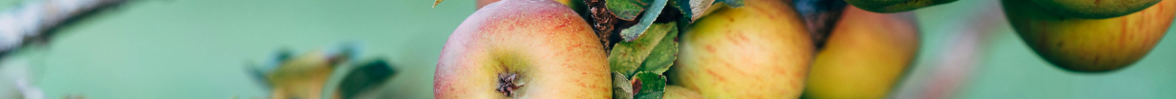 Ritorno al futuro: l’inestimabile ricchezza degli alberi da frutto