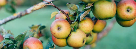 Ritorno al futuro: l’inestimabile ricchezza degli alberi da frutto