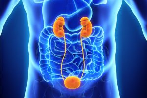 Apparato urinario: il senso biologico