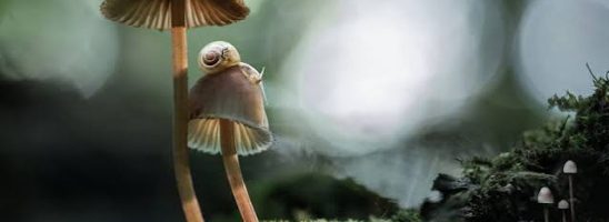 Funghi Fantastici