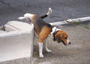 Vescica urinaria e cistite